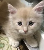 メインクーン【大阪府・男の子・2019年12月10日・カメオタビー&ホワイト】の写真5