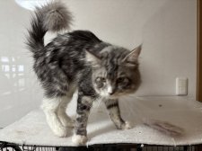 メインクーン【・男の子・2024年7月3日・シルバータビーアンドホワイト】