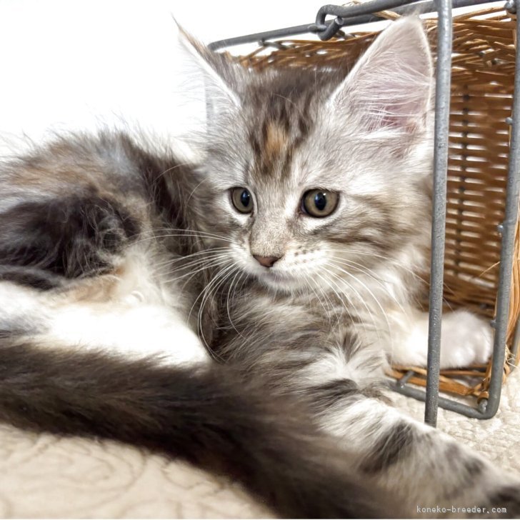 ブリーダー画像