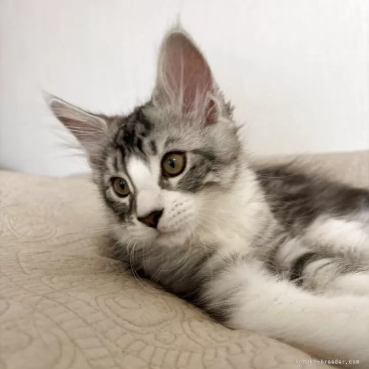 C.O 様のお迎えした子猫