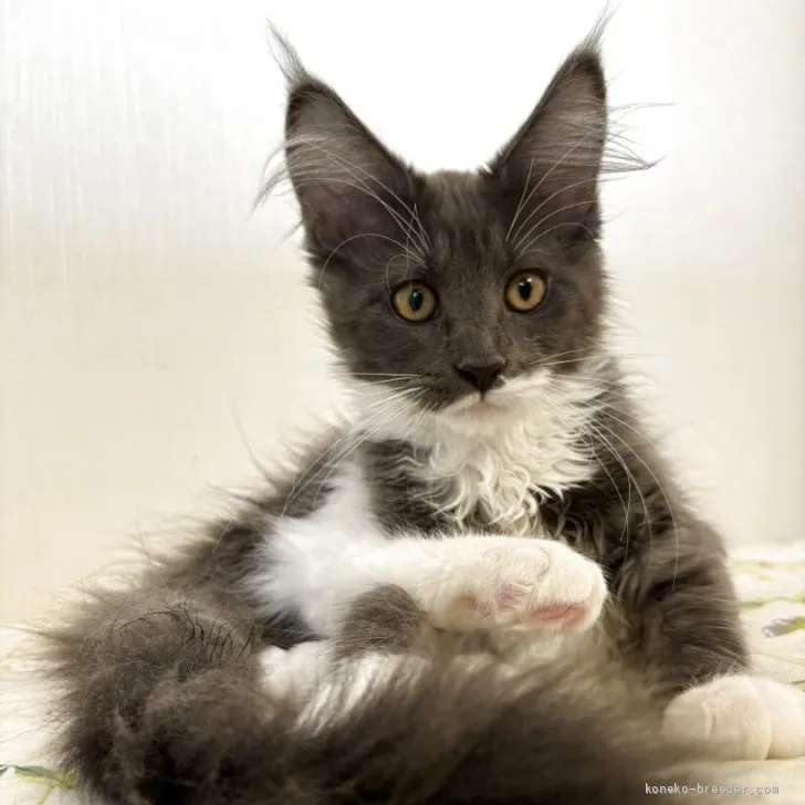 ID：2605-03057の子猫