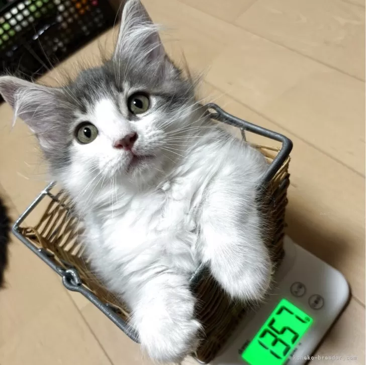 ID:2508-01733の子猫