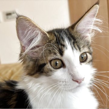 メインクーン【大阪府・女の子・2025年7月5日・ブラウンタビーアンドホワイト（ロングダブルコート）】の写真「膝の上が大好きな甘えん坊さん♪」