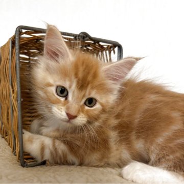 メインクーン【大阪府・男の子・2025年10月17日・レッドタビーアンドホワイト（ロングダブルコート）】の写真「ブルー系の目がチャームポイントの可愛い男の子💕」