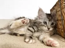 メインクーン【大阪府・女の子・2025年10月17日・シルバーパッチドタビーアンドホワイト】の写真2