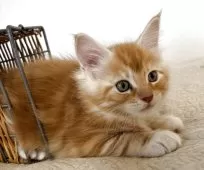 メインクーン【大阪府・男の子・2025年10月17日・レッドタビーアンドホワイト】の写真4