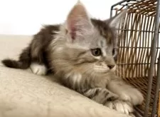 メインクーン【大阪府・女の子・2025年10月17日・シルバーパッチドタビーアンドホワイト】の写真5