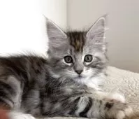 メインクーン【大阪府・女の子・2025年10月17日・シルバーパッチドタビーアンドホワイト】の写真6