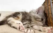 メインクーン【大阪府・女の子・2025年10月17日・シルバーパッチドタビーアンドホワイト】の写真7