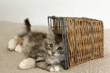 メインクーン【大阪府・女の子・2025年10月17日・シルバーパッチドタビーアンドホワイト】の写真8