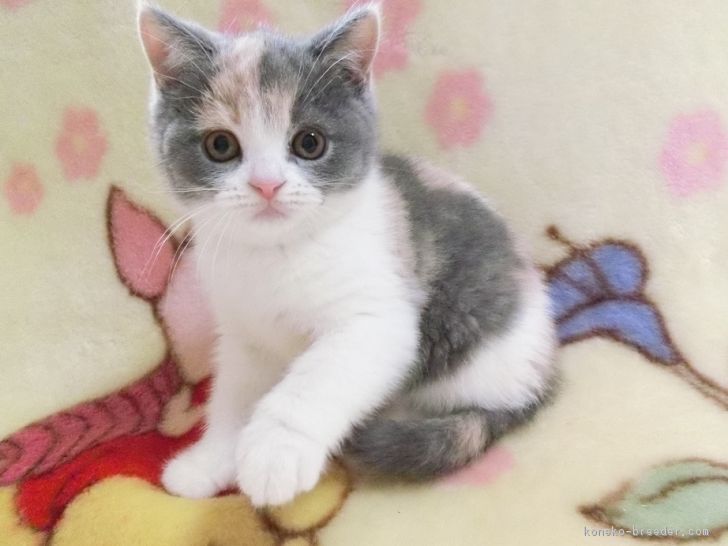 ID:1712-01058の子猫