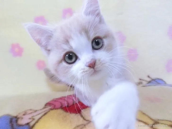 ID:2202-01003の子猫
