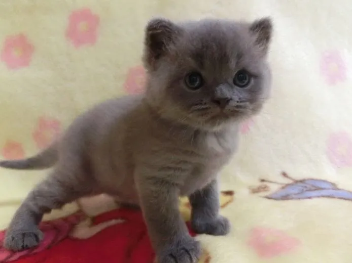 楽 様のお迎えした子猫