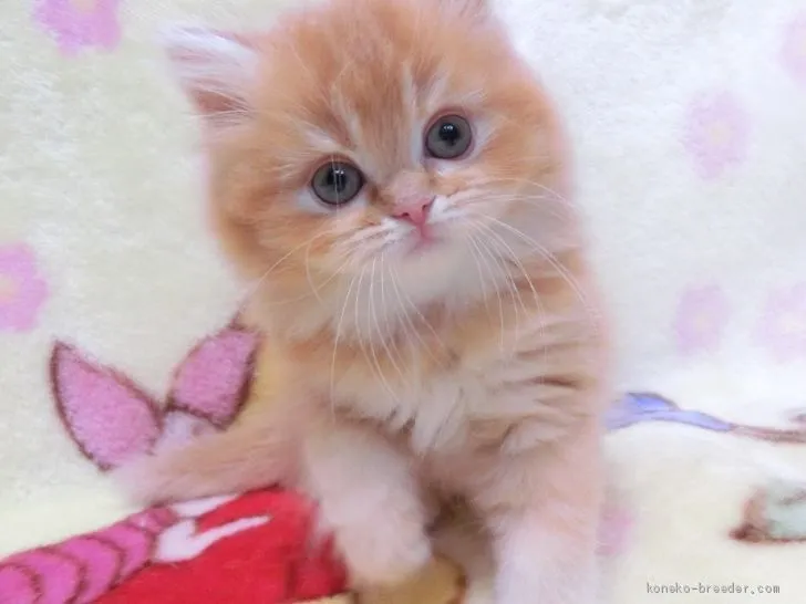 ID：2004-01584の子猫