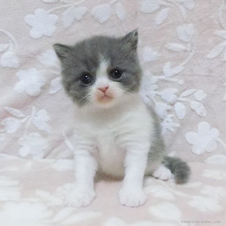 ねこくびわルコリエポップ シュシュフラッペ | ペット用品（猫