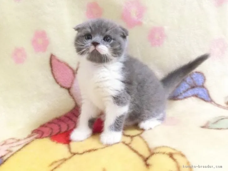 ID：1902-01397の子猫