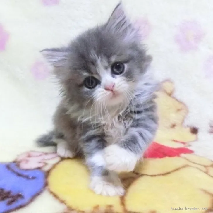 ID:2305-03396の子猫