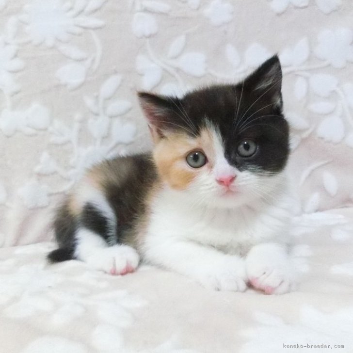コタ猫！整形級の 顔立ち！シナクティフ クレームn 40g cat_img_1_1ef468359e31.jpg