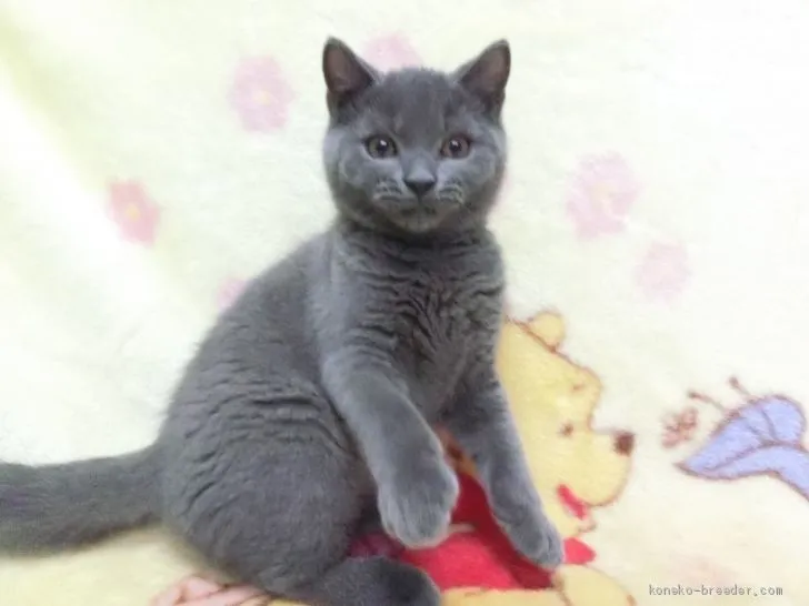 ID：1908-00396の子猫