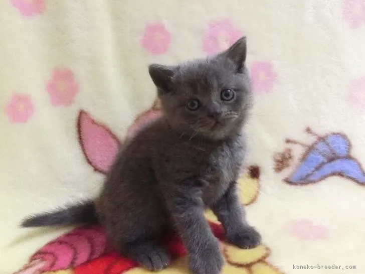 ID：1701-00211の子猫