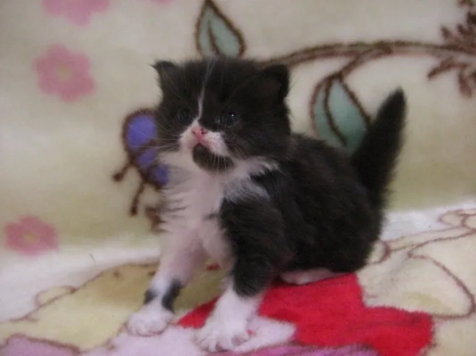 ID：1206-00001の子猫