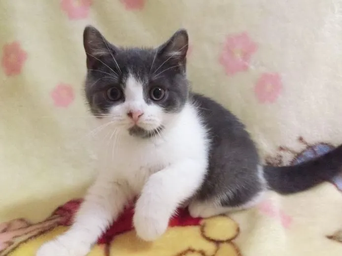 ID:1504-00294の子猫