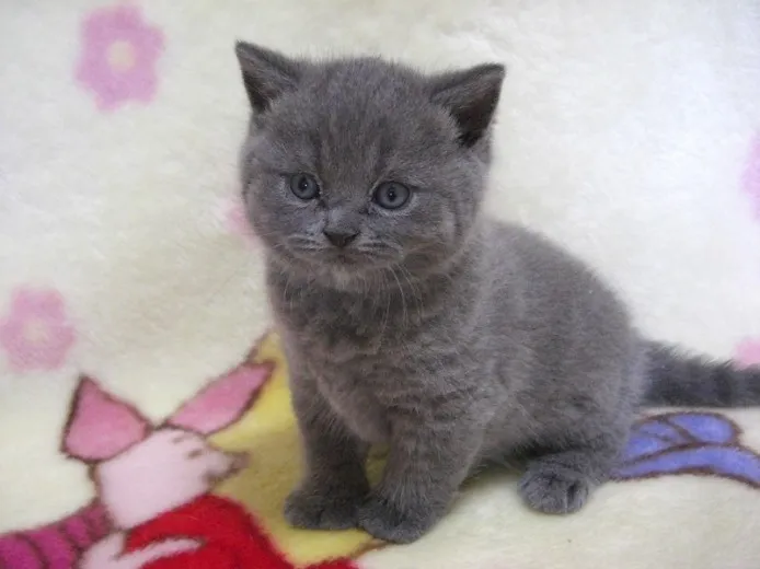ID:1305-00213の子猫