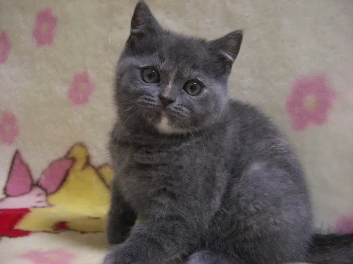 ID：1312-00204の子猫