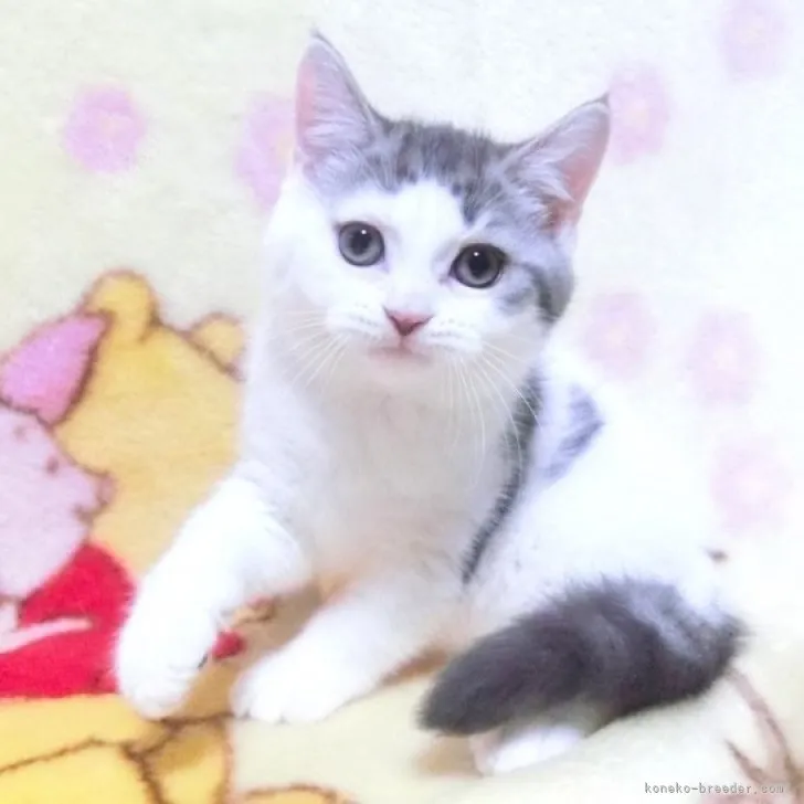 ID:2307-03448の子猫