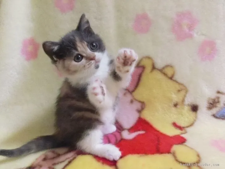 あみぷー 様のお迎えした子猫