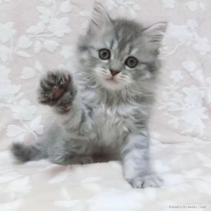 ID:2402-01922の子猫