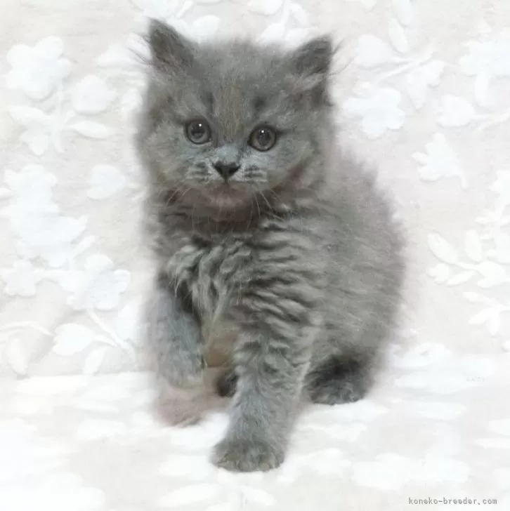 ID：2406-01524の子猫