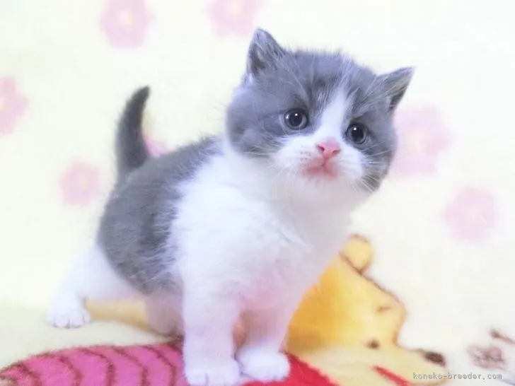 ID：2103-02051の子猫