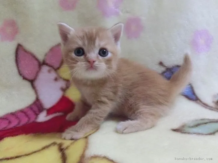 ID：1605-00893の子猫