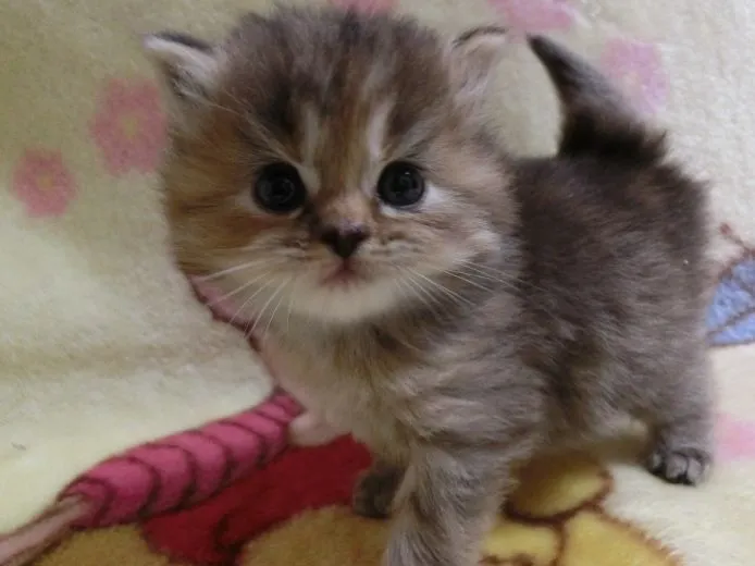 キタキ 様のお迎えした子猫