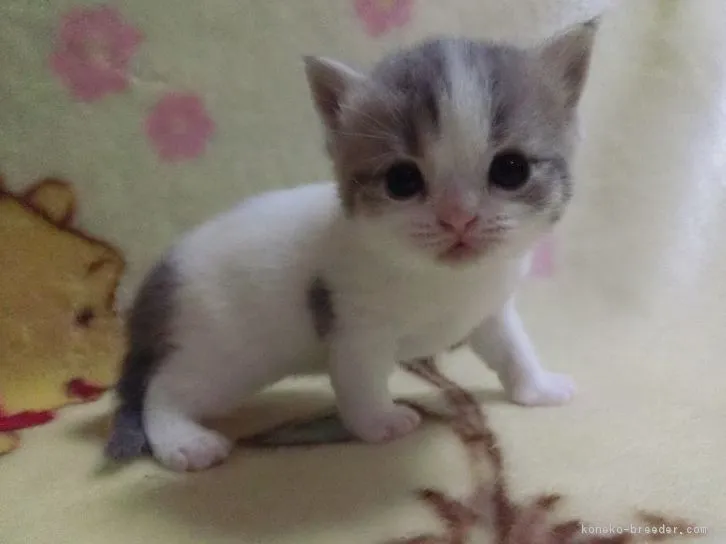 ID：1605-00398の子猫