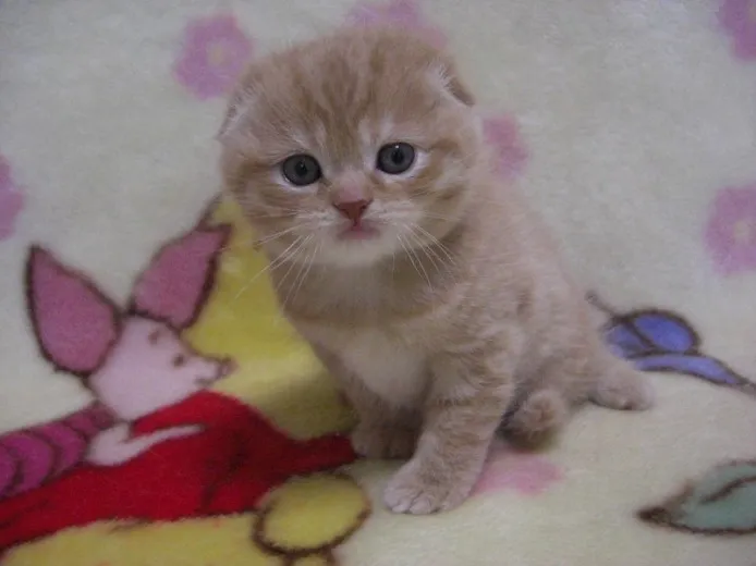 ID：1312-00018の子猫