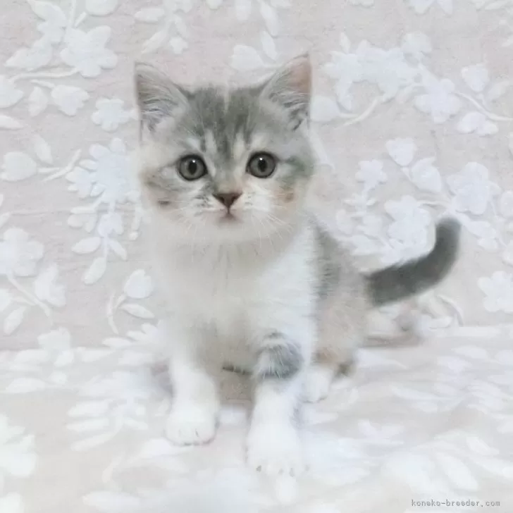 ID：2402-01913の子猫