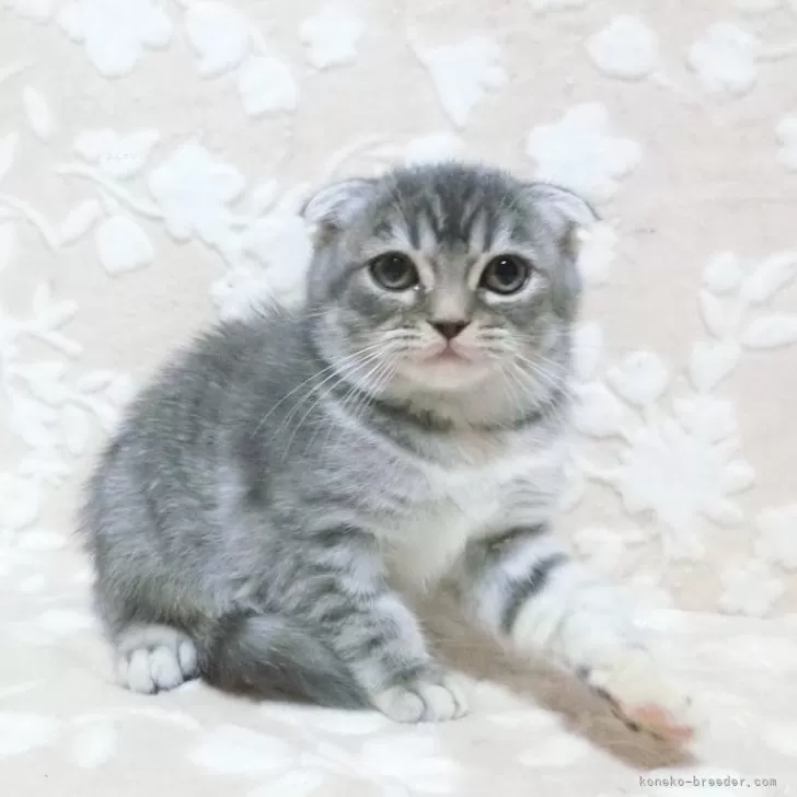 ID：2410-01084の子猫
