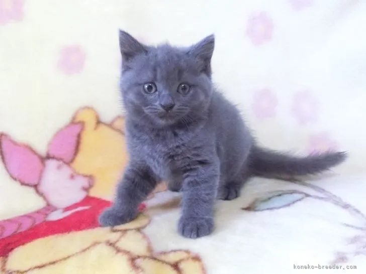 ID：2204-01092の子猫