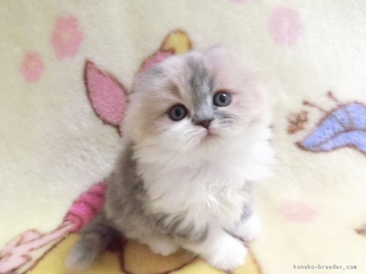 ID:1801-00657の子猫