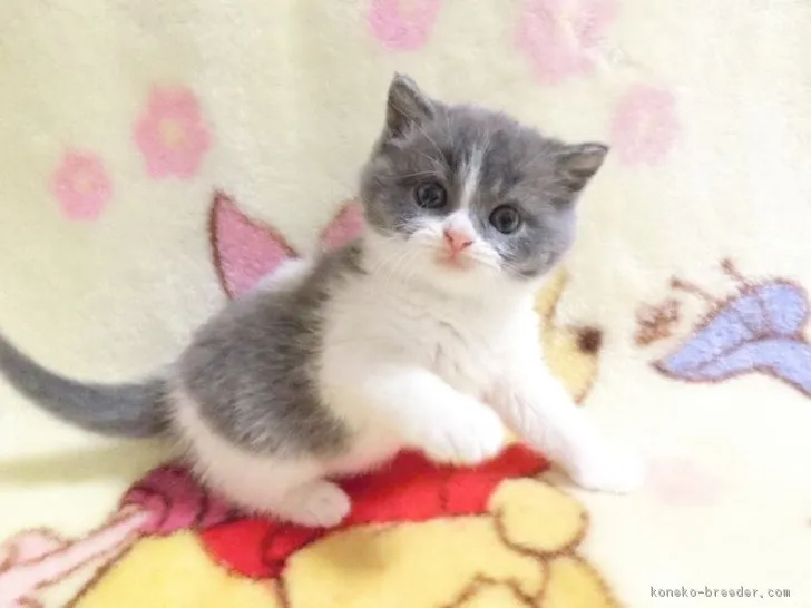 ID:1711-01000の子猫