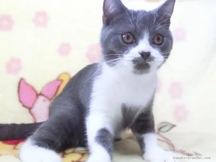 ID:2105-01955の子猫