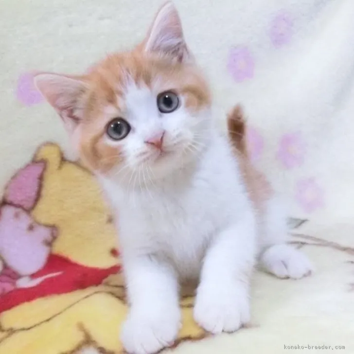 ID：2302-00730の子猫