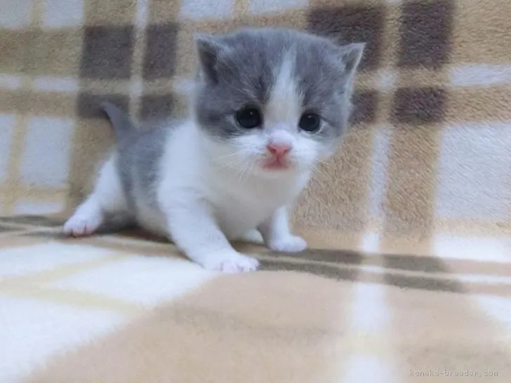 ID：1812-00251の子猫