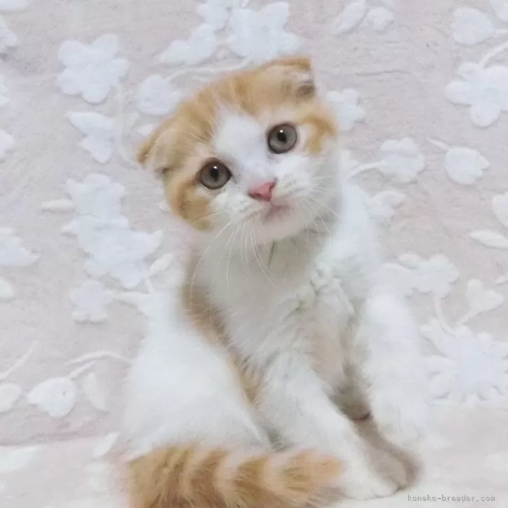 ID:2406-01838の子猫