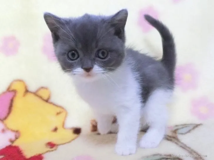 ID:2101-01170の子猫