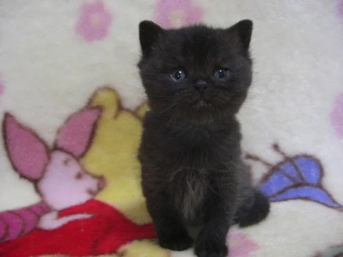 ID:1301-00036の子猫