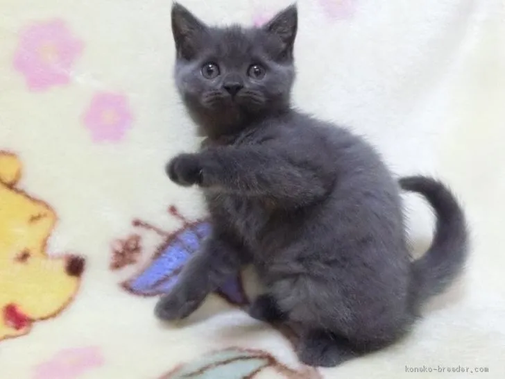 きつね 様のお迎えした子猫