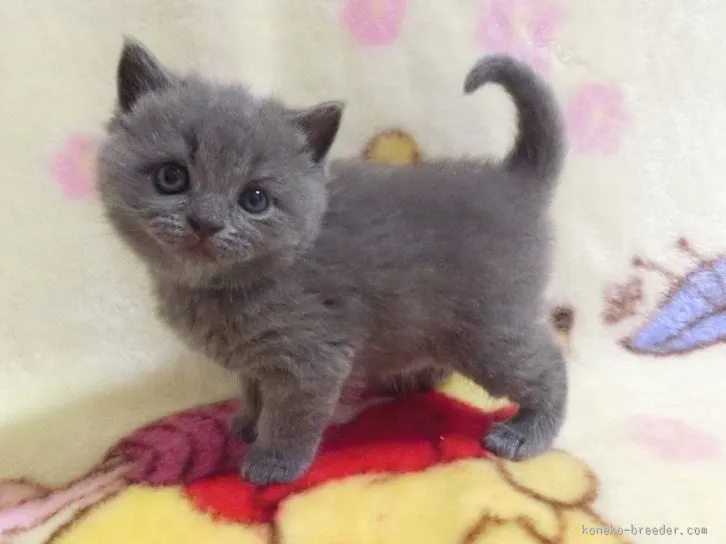 あずママ 様のお迎えした子猫